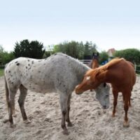 Systemische Aufstellung mit Tieren in Minden
