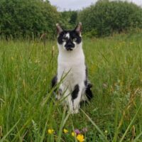 Tierkommunikation in Minden