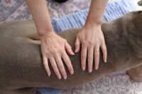 Aurora Energie Handauflegen beim Hund